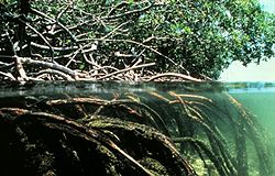 Aerating roots of a mangrove
